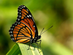 Monarch     1600x1200 monarch, , 