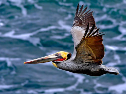 Pelican     1600x1200 pelican, , 