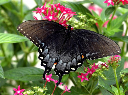 pipevine, swallowtail, , 