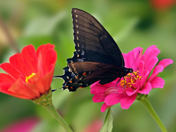 pipevine, swallowtail, , 
