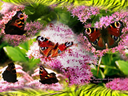     352041 (a): :1024x768