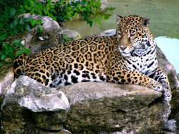 jaguar, , 