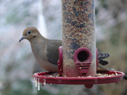 an, icy, cold, mourning, dove, , 