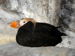 A Tufted Puffin in the Penguin and Puffin Coast     1600x1200 tufted, puffin, in, the, penguin, and, coast, , 