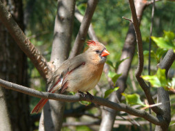 female, northern, cardinal, , 