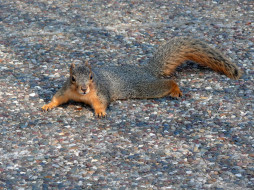 A Fox Squirrel on the walkway at the Shelter Gardens     1600x1200 fox, squirrel, on, the, walkway, at, shelter, gardens, , 