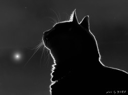 Mooncat (by Ziro)     1024x768 mooncat, by, ziro, , 