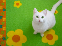 Flowers and Kitty by ace-of-finland     1600x1200 flowers, and, kitty, by, ace, of, finland, , 