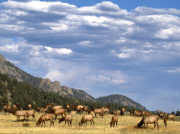Elk Herd, Colorado     1600x1200 elk, herd, colorado, , 