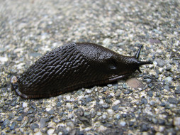 European Black Slug     1600x1200 european, black, slug, , 