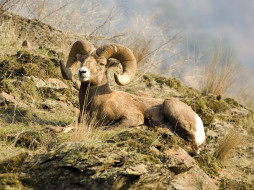 Rocky Mountain Bighorn Sheep, Montana     1600x1200 rocky, mountain, bighorn, sheep, montana, , , 