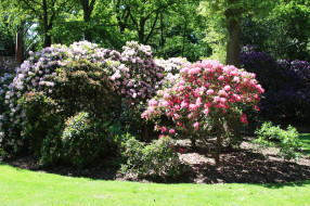 rhododendron, park, bremen, , , , 