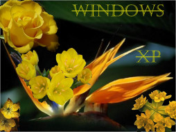 life, , windows, xp