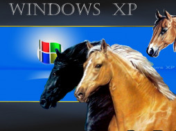 Horse     1024x768 horse, , windows, xp