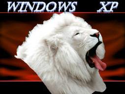 lion, , windows, xp