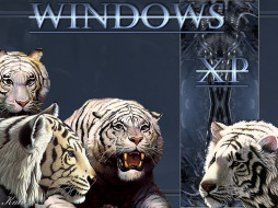Tiger XP     1024x768 tiger, xp, , windows