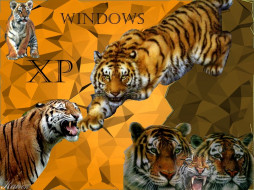 tiger, xp, , windows