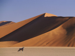 Gemsbok and Sand Dunes, SossusVlei, Namibia     1600x1200 