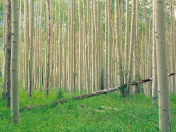 Aspen Grove, Independence Pass, Colorado     1600x1200 