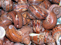 shells, , , , , spa, 