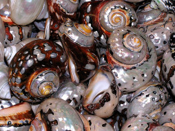 shells, , , , , spa, 