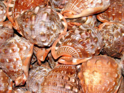 Shells     1600x1200 shells, , , , , spa, 