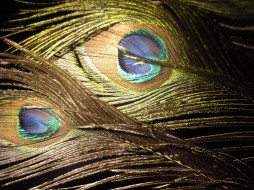 Peacock Feathers 03     1600x1200 peacock, feathers, 03, 