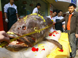 309 kg fish     1600x1200 309, kg, fish, , 