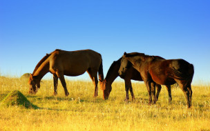     415095 (a):Zapyatochka :2560x1600
