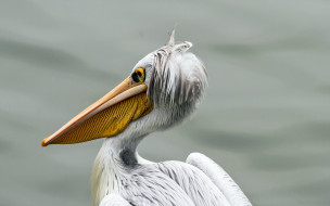      2560x1600 , , pelican