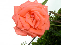     419095 (a): :1024x768