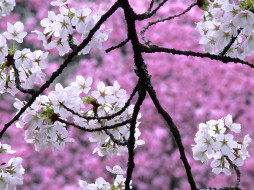 Cherry Blossoms in Spring     1600x1200 cherry, blossoms, in, spring, , , 