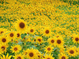 Sunflower Field     1600x1200 sunflower, field, , 