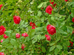 Róże w ogrodzie     1600x1200 r&, 243, 380, ogrodzie, , 