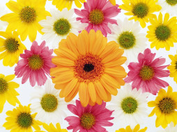     426312 (a): :1024x768