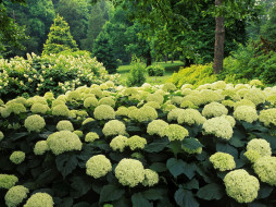 Hydrangea Garden, Clermont, Kentucky     1600x1200 hydrangea, garden, clermont, kentucky, , 