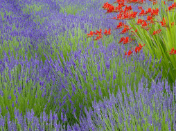 Lavender and Crocosmia, Bainbridge Island, Washington     1600x1200 lavender, and, crocosmia, bainbridge, island, washington, , 
