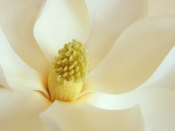 magnolia, blossom, , 