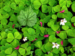 Oxalis in Spring     1600x1200 oxalis, in, spring, , , 