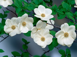 pacific, dogwood, blossoms, over, the, merced, river, yosemite, national, park, california, , 