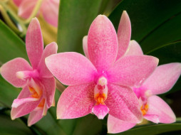 Pink Orchids     1600x1200 pink, orchids, , 