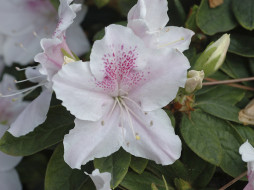 Rhododendrons     1600x1200 rhododendrons, , , 