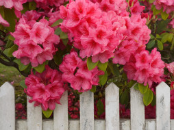 Rhododendron and Fence, Reedsport, Oregon     1600x1200 rhododendron, and, fence, reedsport, oregon, , , 