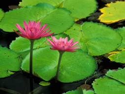 Water Lily, Helani Gardens, Maui     1600x1200 water, lily, helani, gardens, maui, , , , , 