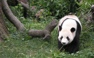 panda, животные, панды