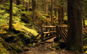 mystery, bridge, природа, лес