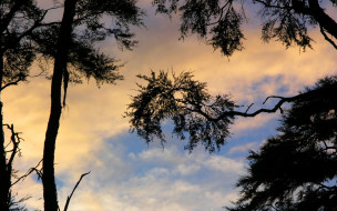 bark, bay, sunset, , 