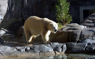 Polar Bear     1920x1200 polar, bear, , 