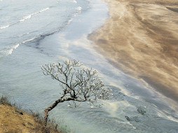 Champak Tree, Maharashtra, India     1600x1200 