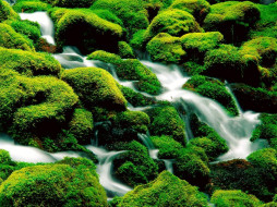 Clearwater Falls, Umpqua National Forest, Oregon     1600x1200 